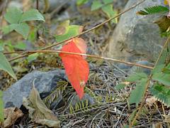 hoja roja