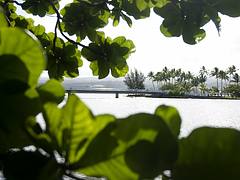 Coconut Island