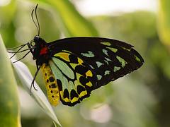 Cairns Birdwing Butterfly