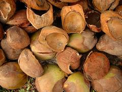 Coconut (Cocos nucifera L.)