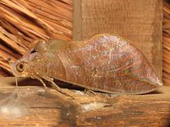 Eudocima fullonia