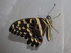 Papilio demodocus