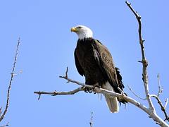 Schriever photographer snares elusive bald eagle photos