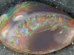 Opalized fossil bivalve (Bulldog Shale, Lower Cretaceous; Coober Pedy Opal Field, South Australia) 07