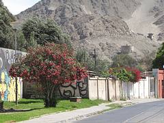Copiapo road side beauty Copiapo road side beauty