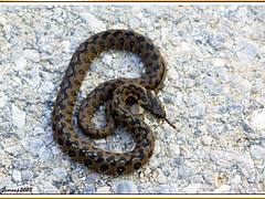 culebra viperina 14, amenazante - serp d'aigua escurçonera - Viperine Water Snake - natrix maura