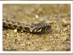 culebra viperina 03 - serp d'aigua escurçonera - Viperine Water Snake - natrix maura