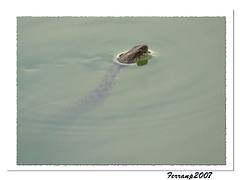 culebra viperina 02 - serp d'aigua escurçonera - Viperine Water Snake - natrix maura