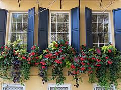 Window boxes in November, Charleston, SC