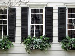 Window Boxes and Black Shutters, Charleston SC
