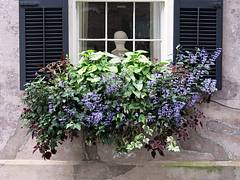 Window box, black shutters, and marble bust, Legare Street, Charleston, SC