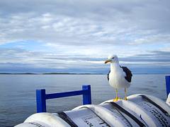 Solovetsky island. Seagull Solovetsky island. Seagull
