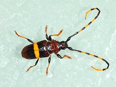 Longhorn Trachyderes sp.