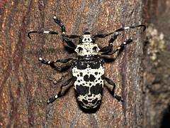 Longhorn Acanthoderes lacrymans