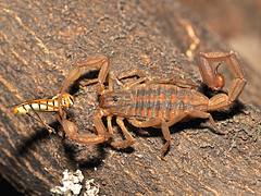Scorpion eating