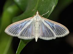 Four-spotted Palpita (Palpita quadristigmalis)