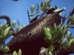 Magnificent Frigatebird (Fregata magnificens) female