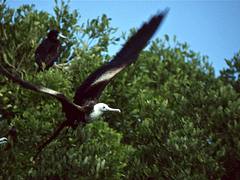 Magnificent Frigatebird (Fregata magnificens) immature