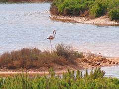 In search of the Maltese Falcon #4 - Greater Flamingo, Ghadira Nature Resrve, Malta