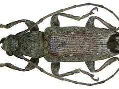 Sybra preapicefuscofasciata Breuning, 1964