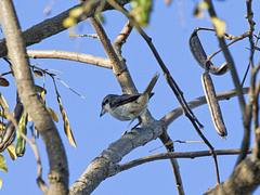 Shrike