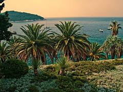 Dubrovnik Palms and Water