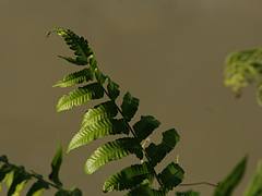 Fern