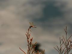 Dragon Fly