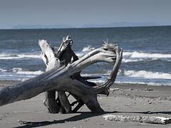 Driftwood, Diomede Islands