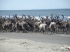 Reindeer Herd on Ikpek Beach