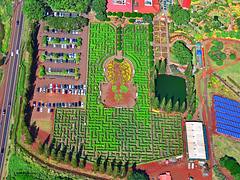 Dole Pineapple Maze Dole Pineapple Maze