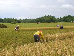 Rice Harvest