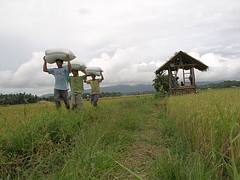 50 kilo Sacks