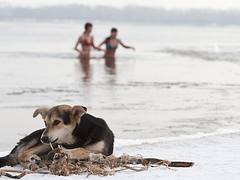 Epiphany rituals cleanse Orthodox faithful in Eastern Europe.