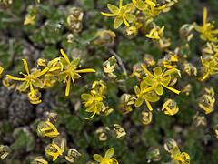 Anadyr Draba