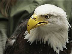 eagle