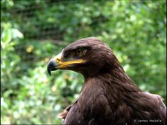eagle