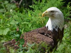 eagle