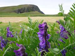 Purple toadflax, Fair Isle, Scotland