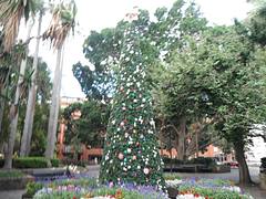 THE CHRISTMAS TREE IN FITZROY GARDENS THE CHRISTMAS TREE IN FITZROY GARDENS