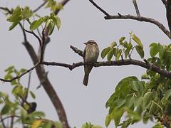 Variegated Flycatcher