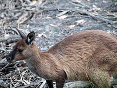 Kangaroo Island kangaroo Macropus fuliginosus fuliginosus