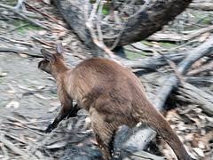 Kangaroo Island kangaroo Macropus fuliginosus fuliginosus