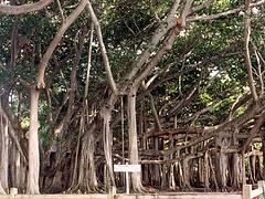 Fort Myers - Banyan Tree at Edison Musuem