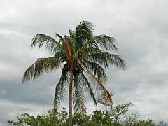 Palm Tree