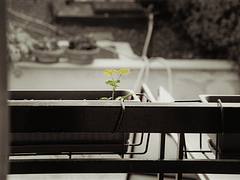 Loneliness