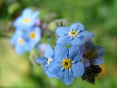 flores silvestres