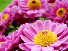 FLORES CARAMELIZADAS ( FLOWERS WITH CARAMEL)