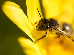 Mosca de las flores 2.0