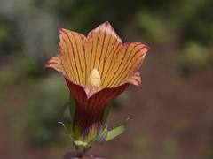 Flowering Creeper, Ethiopia